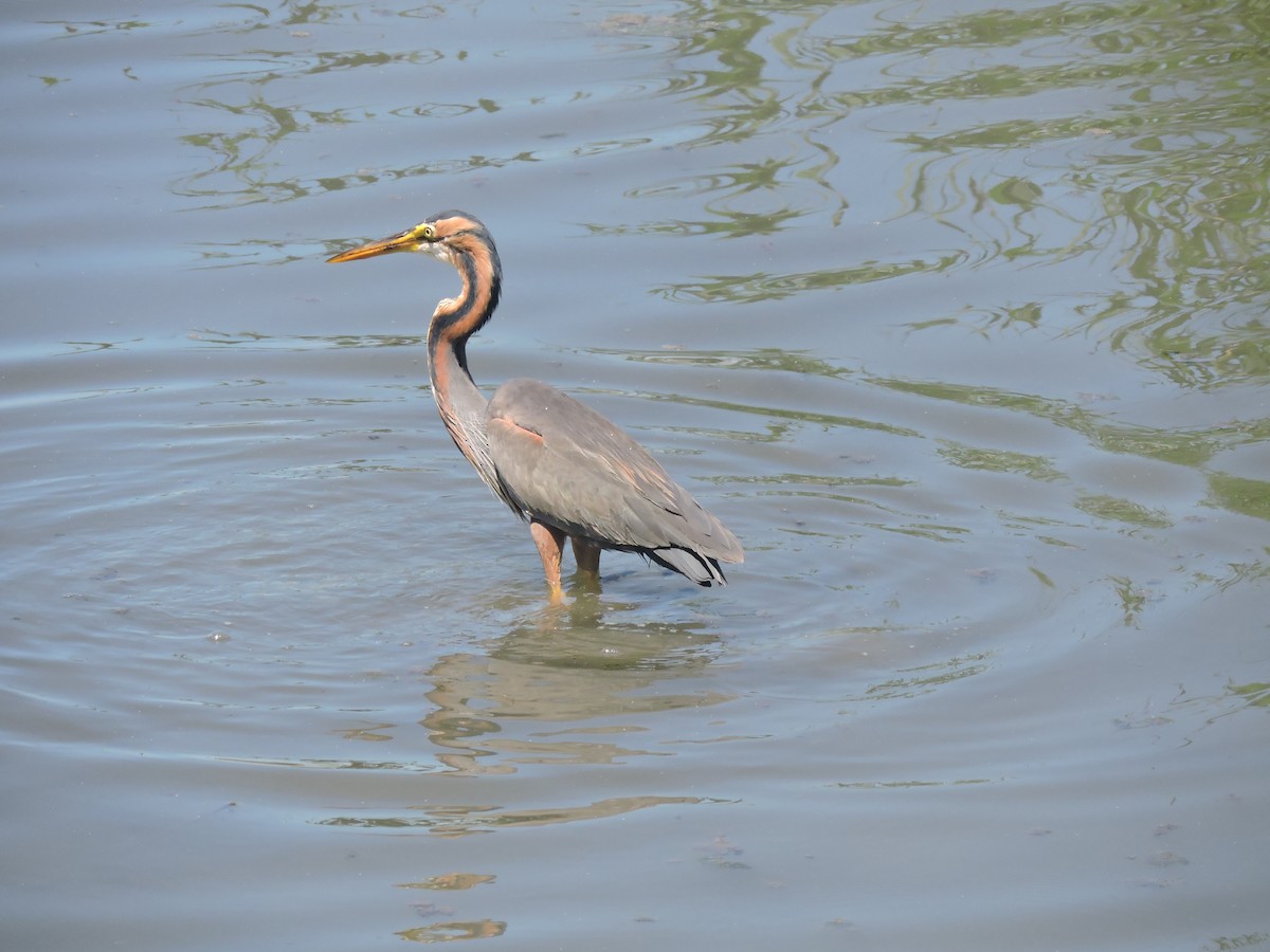 Purple Heron - ML620547382