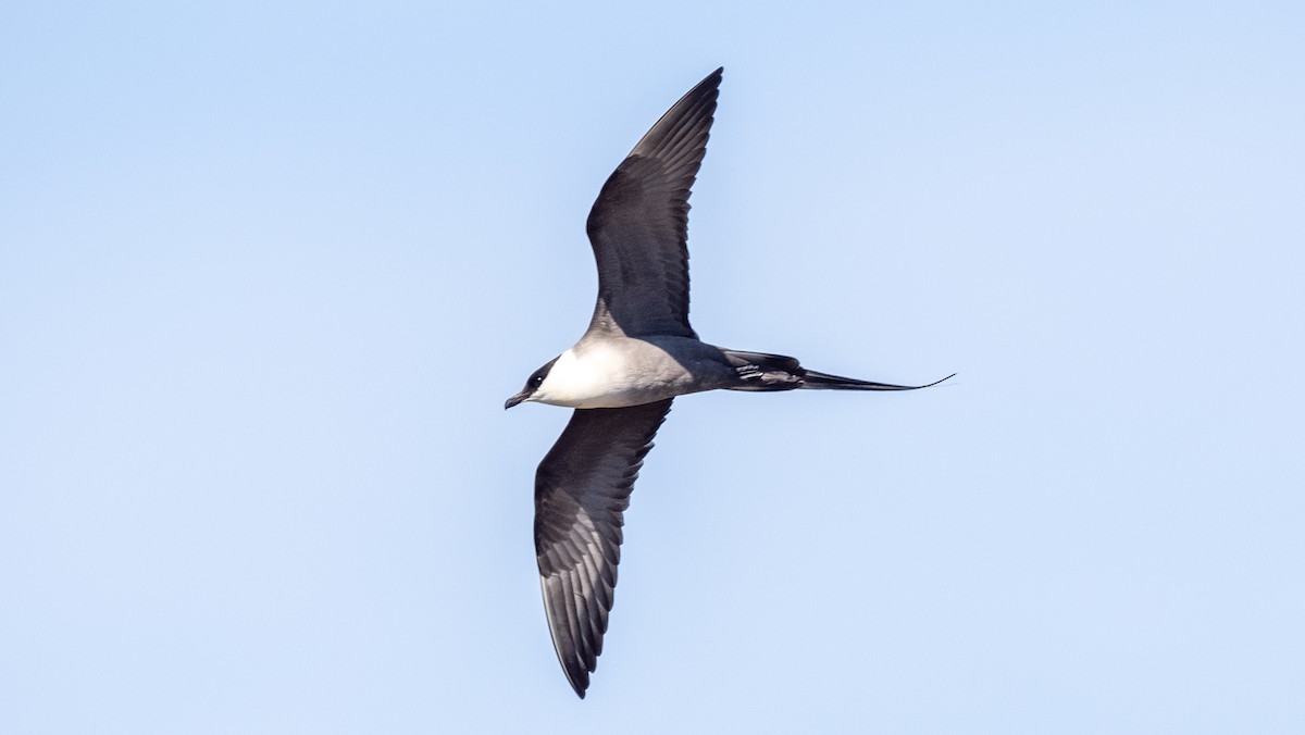 Long-tailed Jaeger - ML620547387