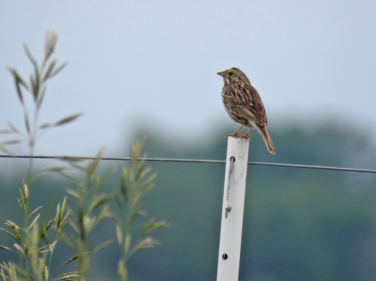 Savannah Sparrow - ML620547390