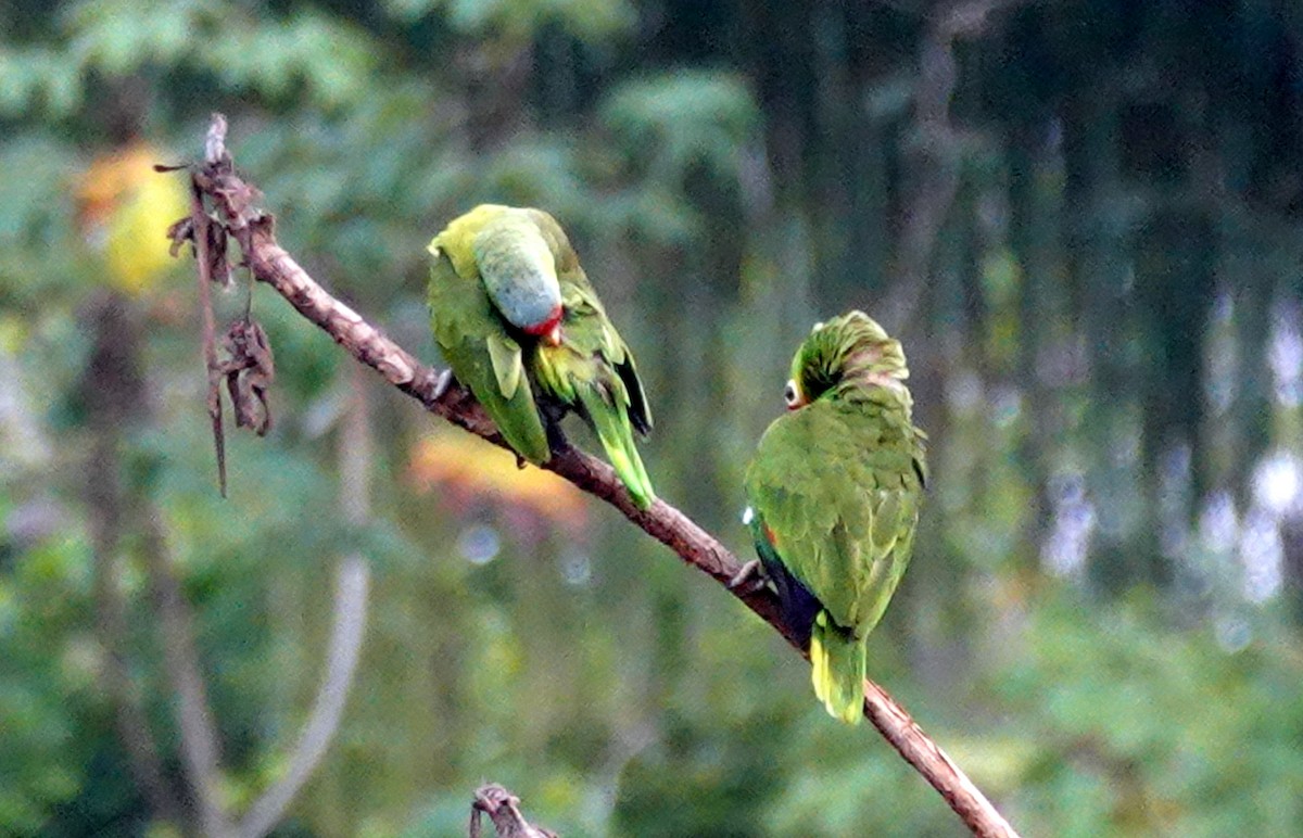 Red-lored Parrot - ML620547396