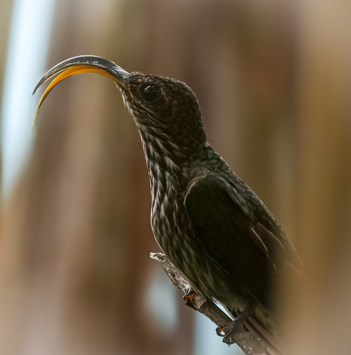 White-tipped Sicklebill - ML620547397