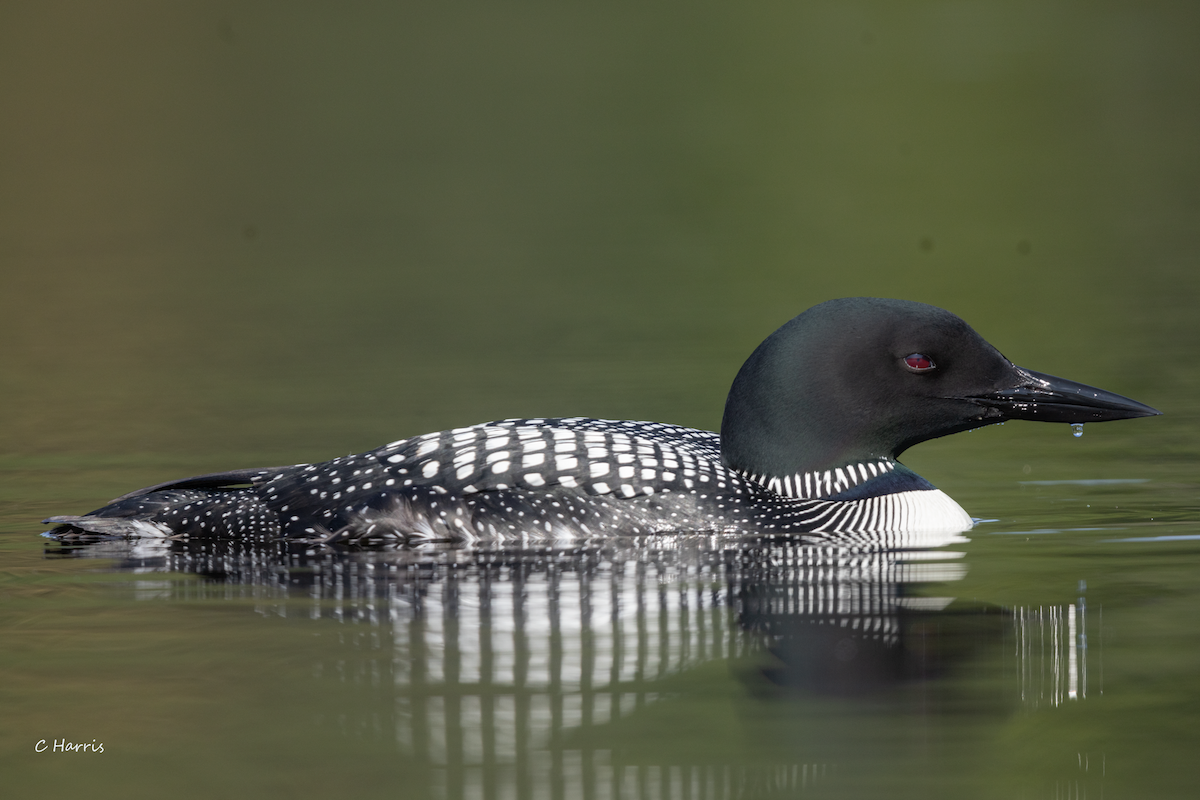 Common Loon - ML620547404