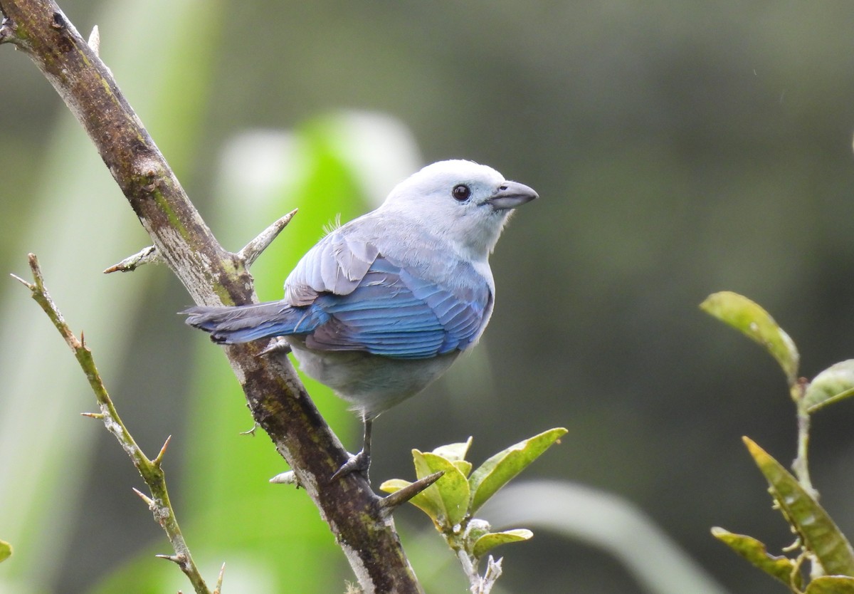 Blue-gray Tanager - ML620547407