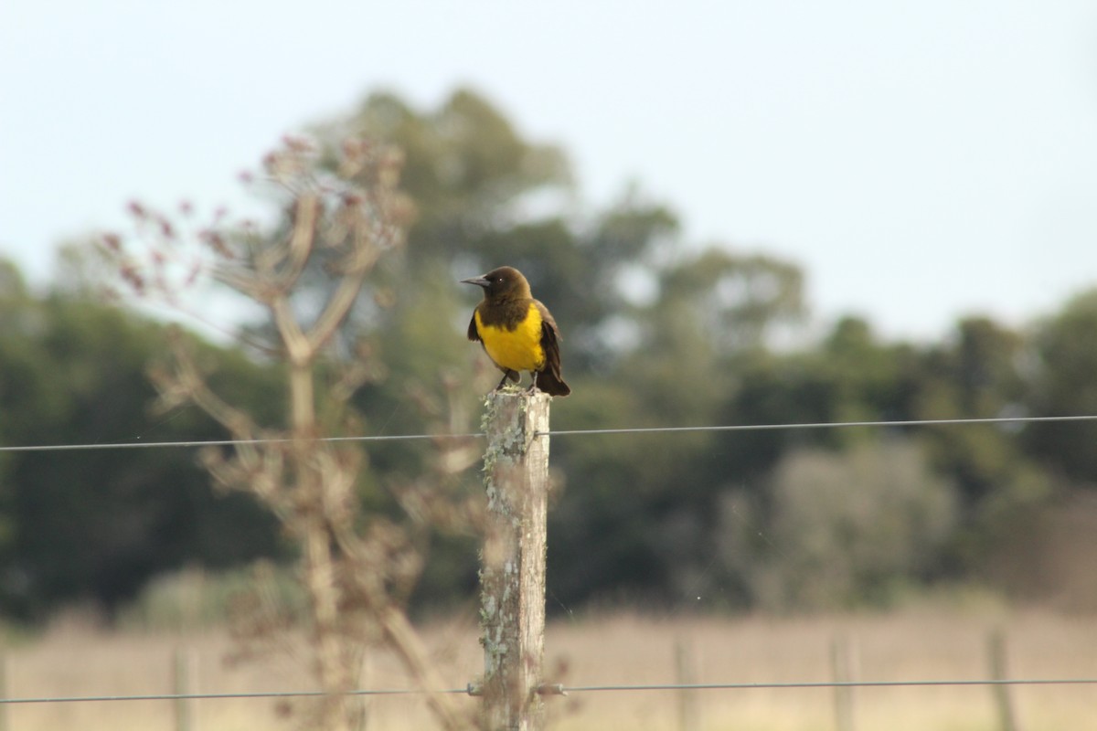 Brown-and-yellow Marshbird - ML620547409
