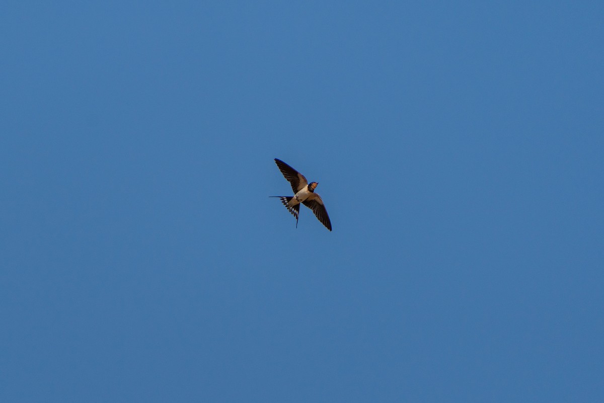 Barn Swallow - ML620547410