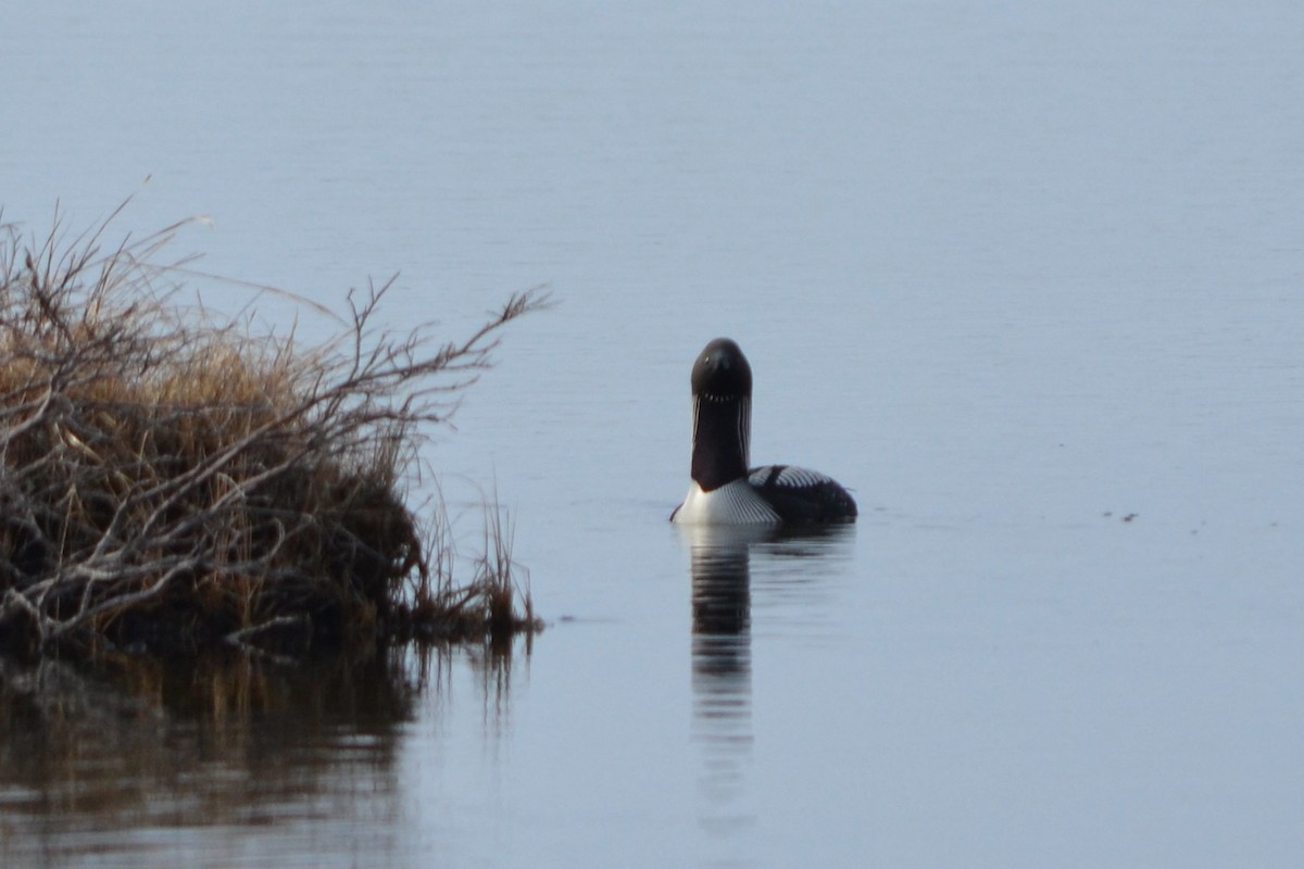 Pacific Loon - ML620547412