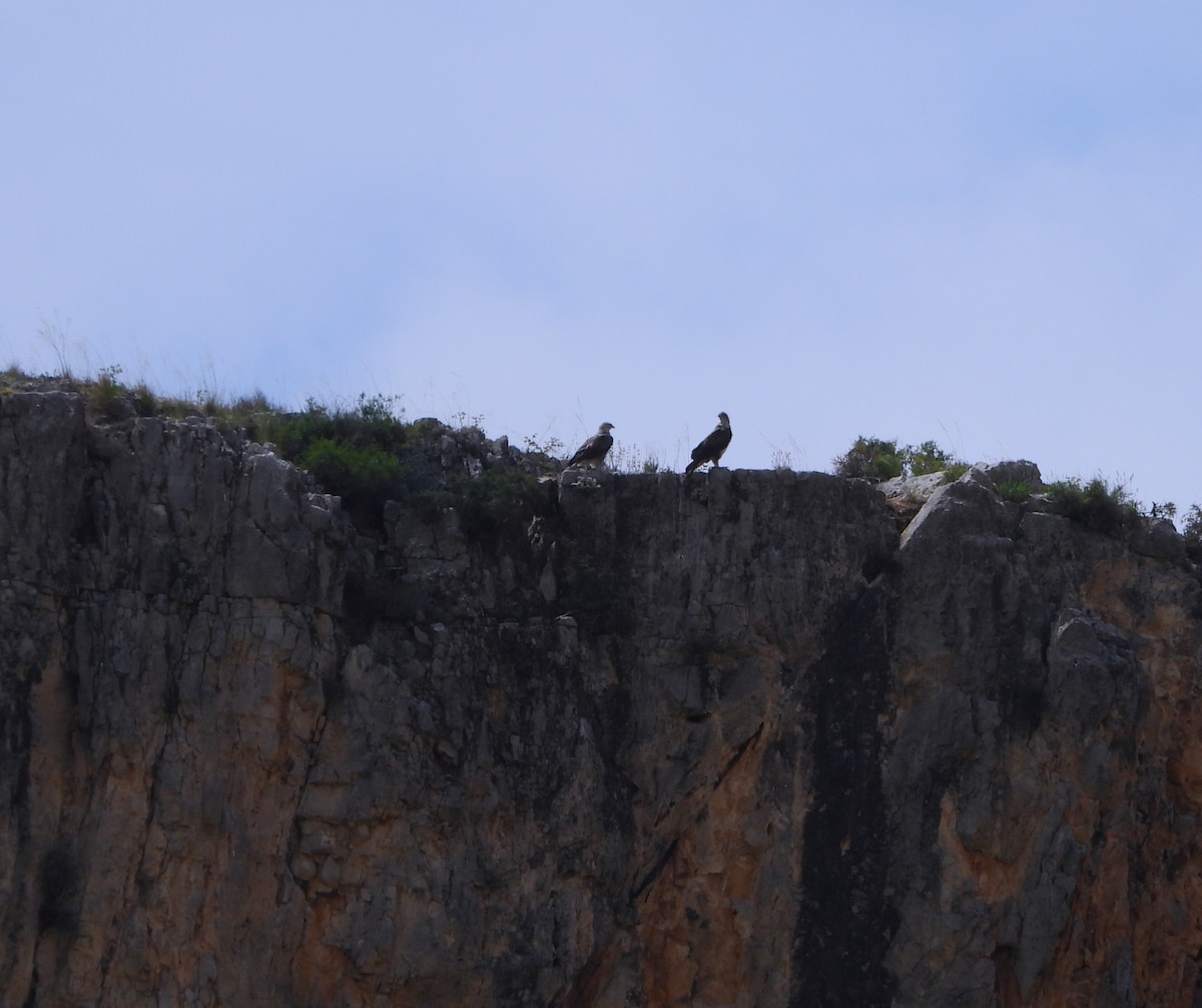 Águila Perdicera - ML620547413