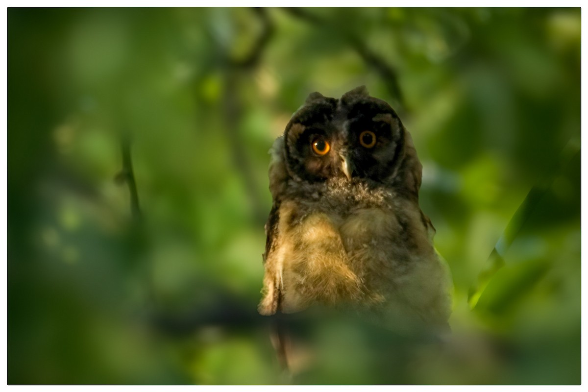 Long-eared Owl - ML620547417