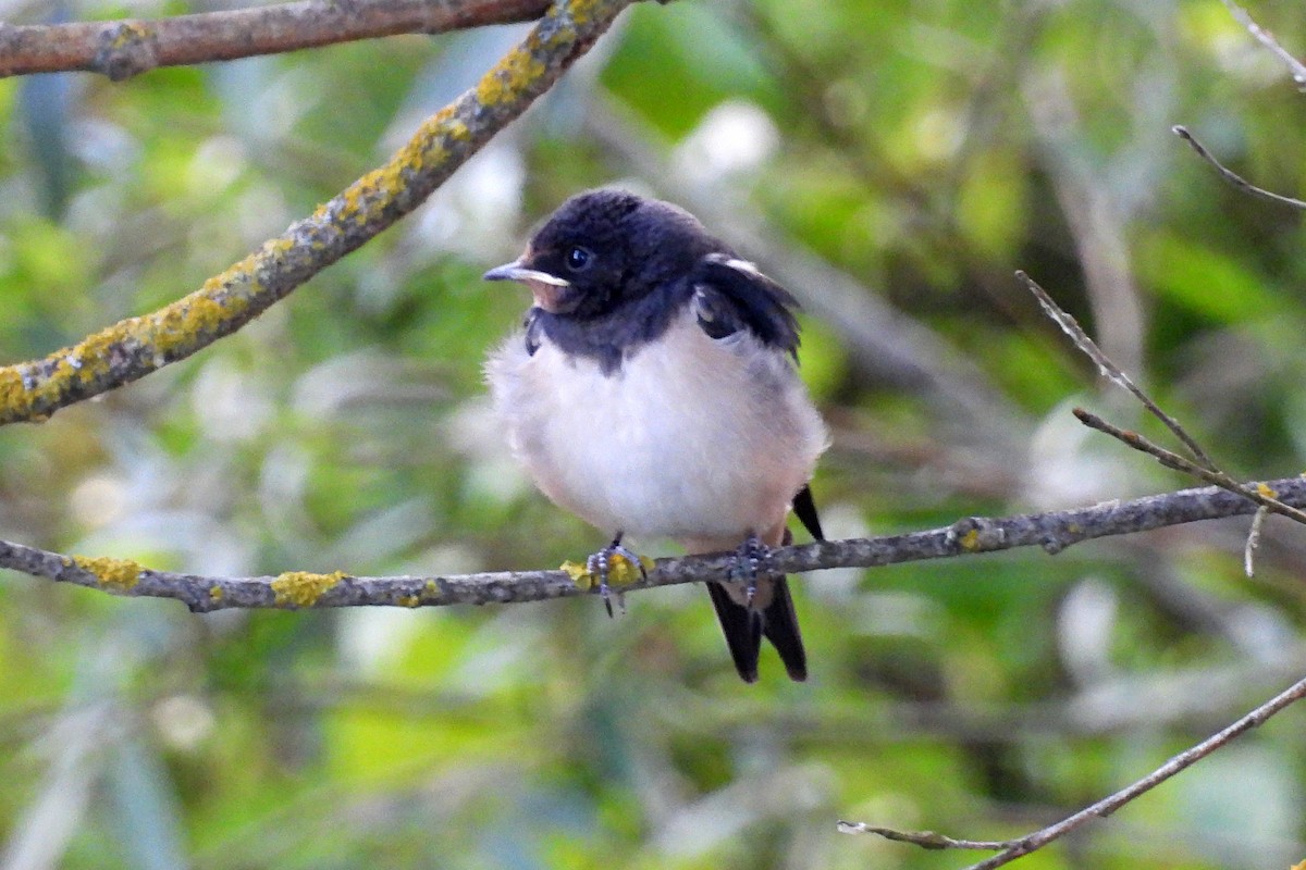 Barn Swallow (White-bellied) - ML620547422