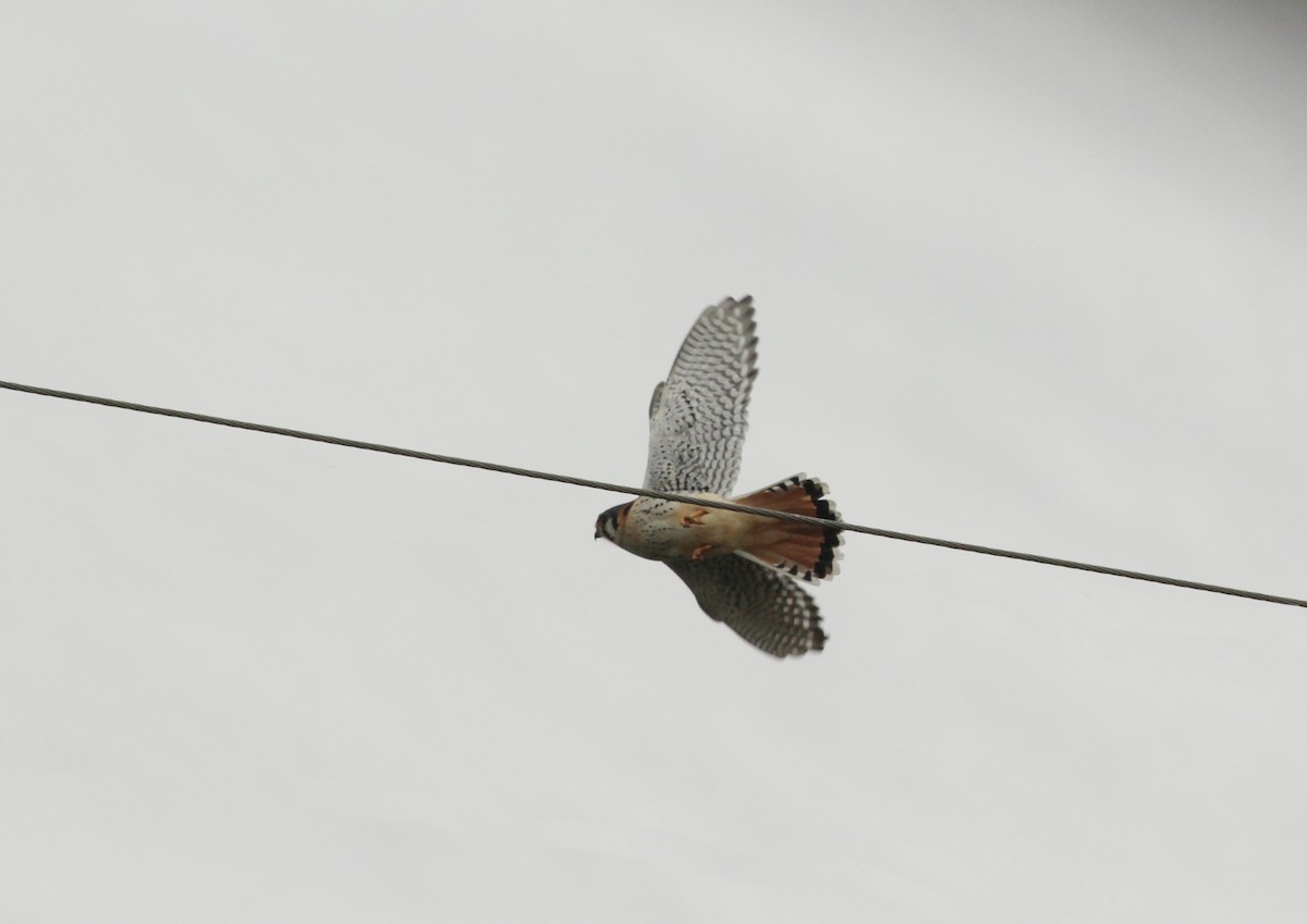 American Kestrel - ML620547427