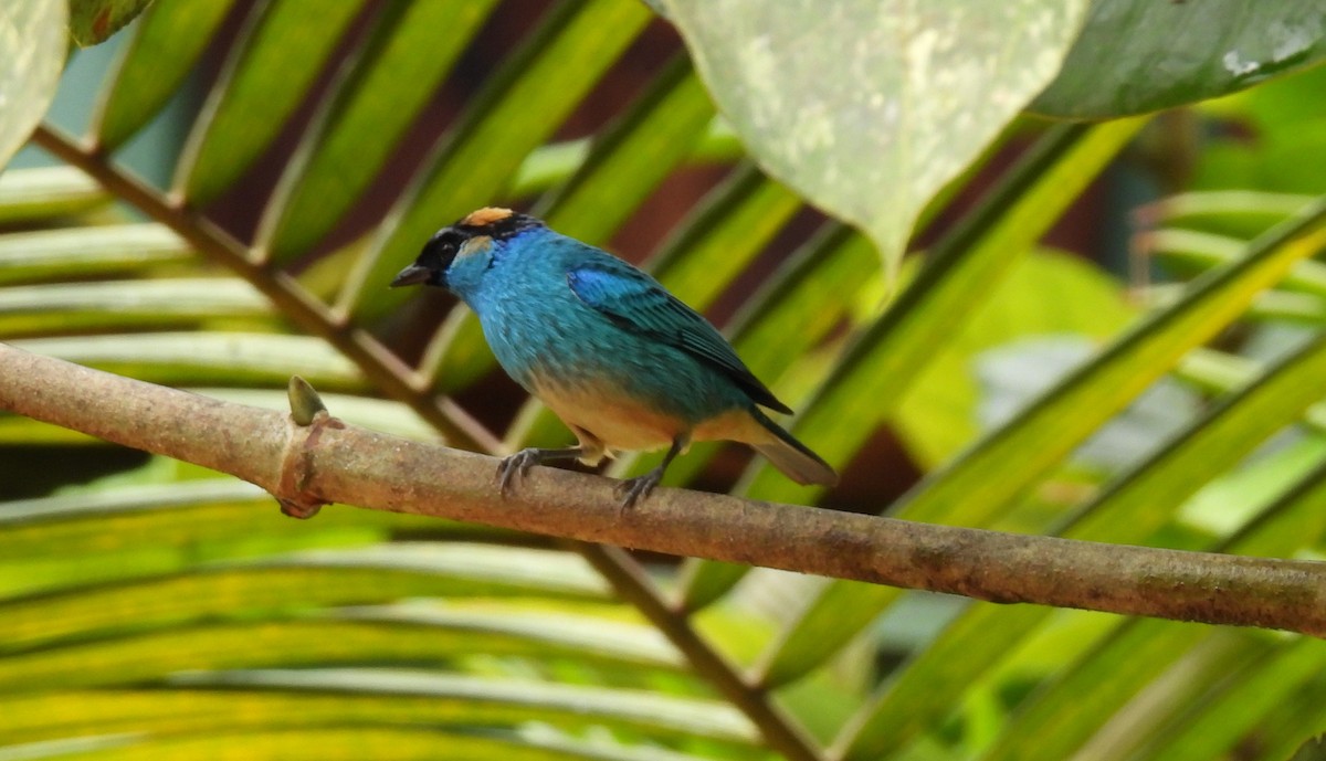 Golden-naped Tanager - ML620547430