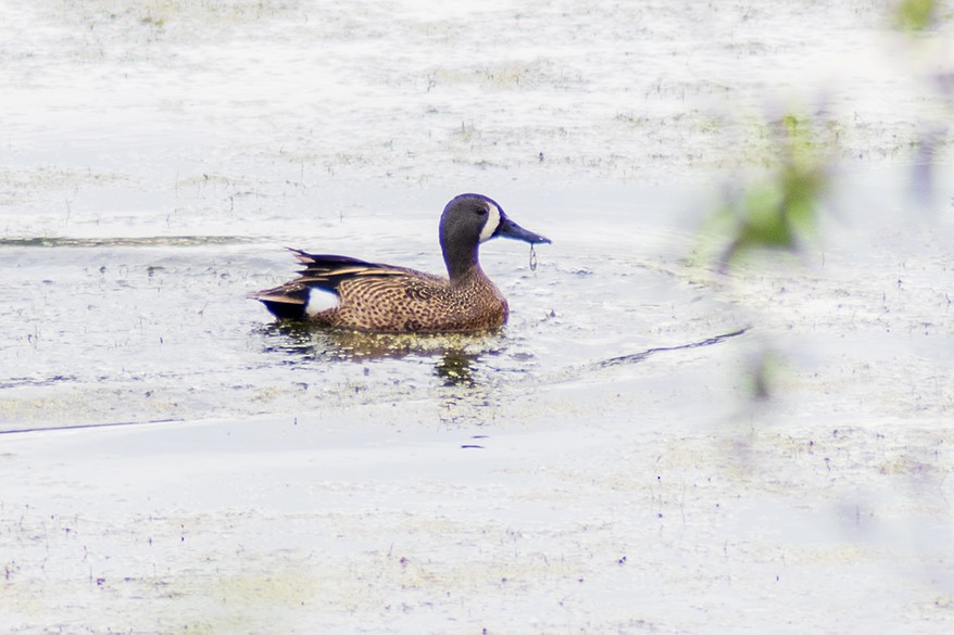 Blue-winged Teal - ML620547431