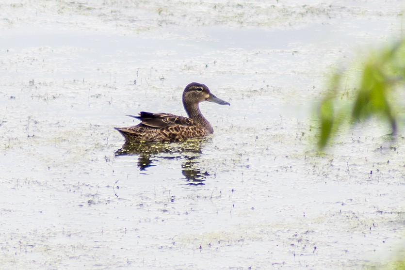 Blue-winged Teal - ML620547432