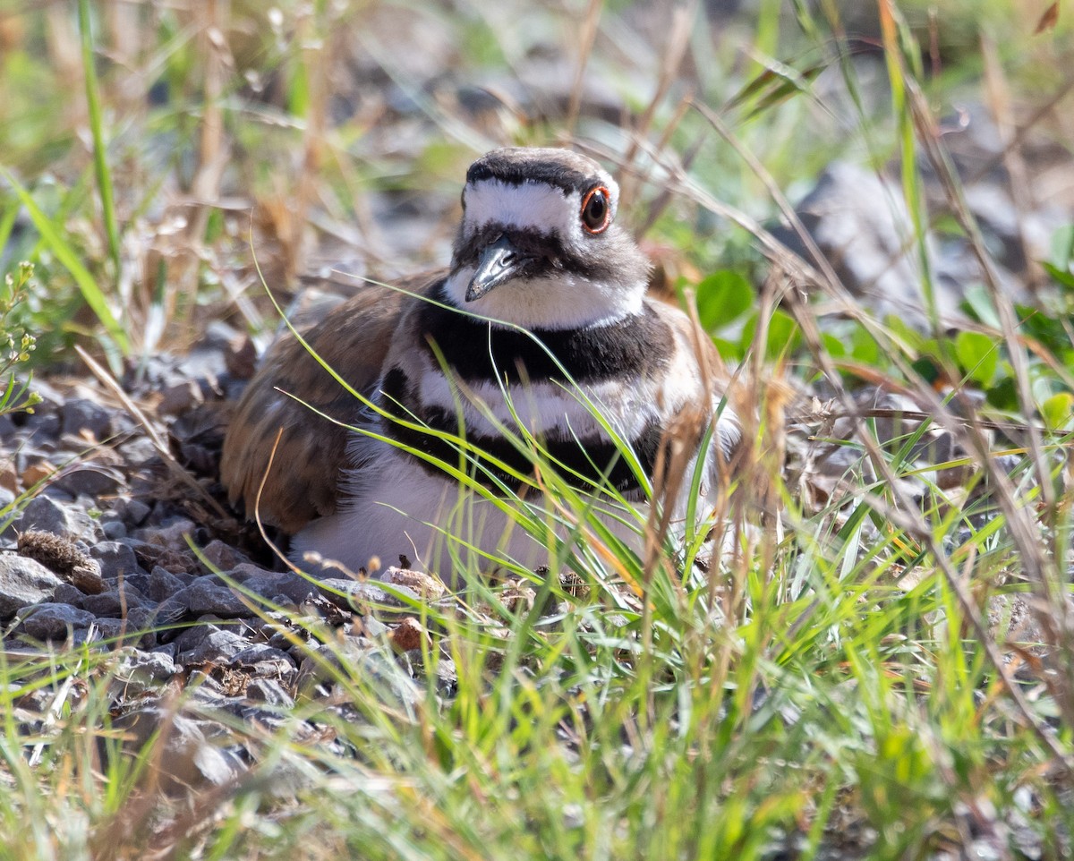 Killdeer - Susan Lanier