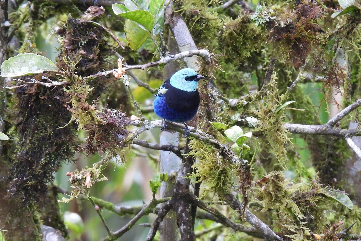 Blue-necked Tanager - ML620547440