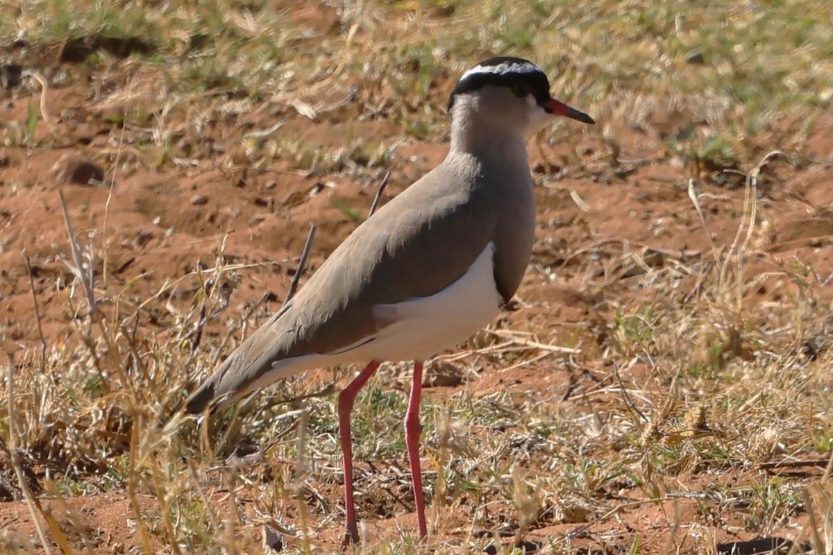 Crowned Lapwing - ML620547442