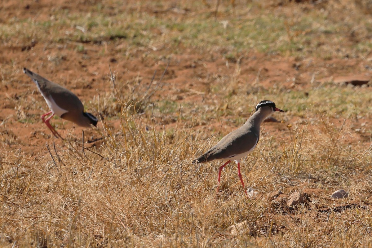 Crowned Lapwing - Gonzalo Galan