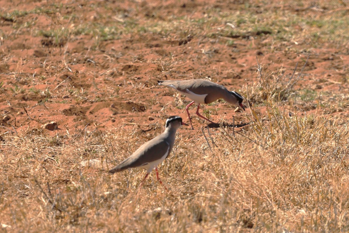 Crowned Lapwing - ML620547444