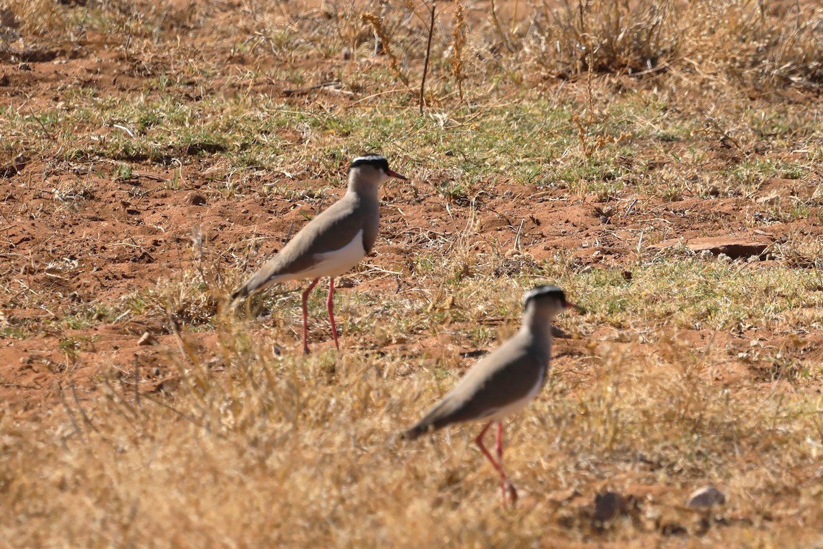 Crowned Lapwing - ML620547445