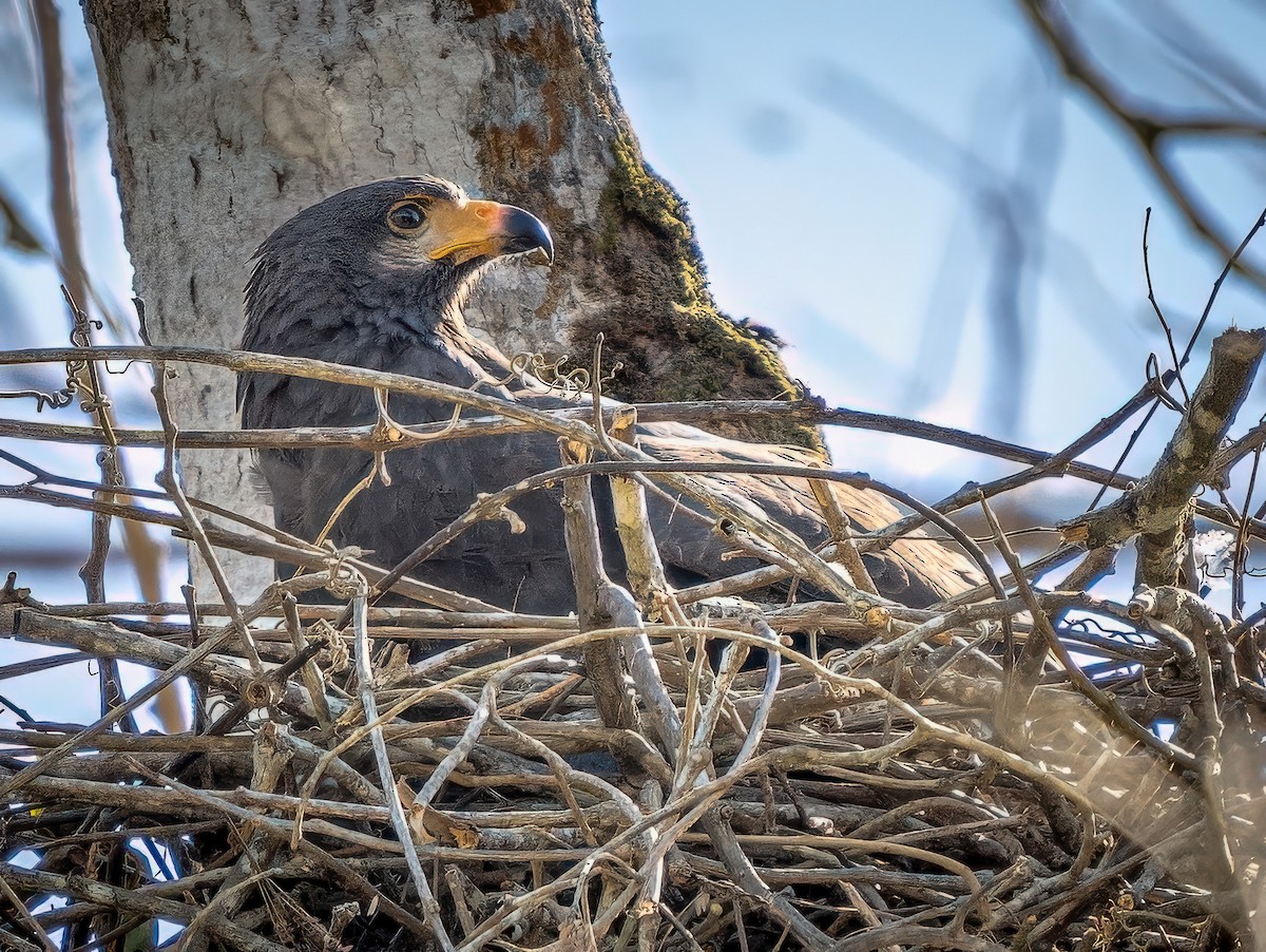 Common Black Hawk - ML620547447