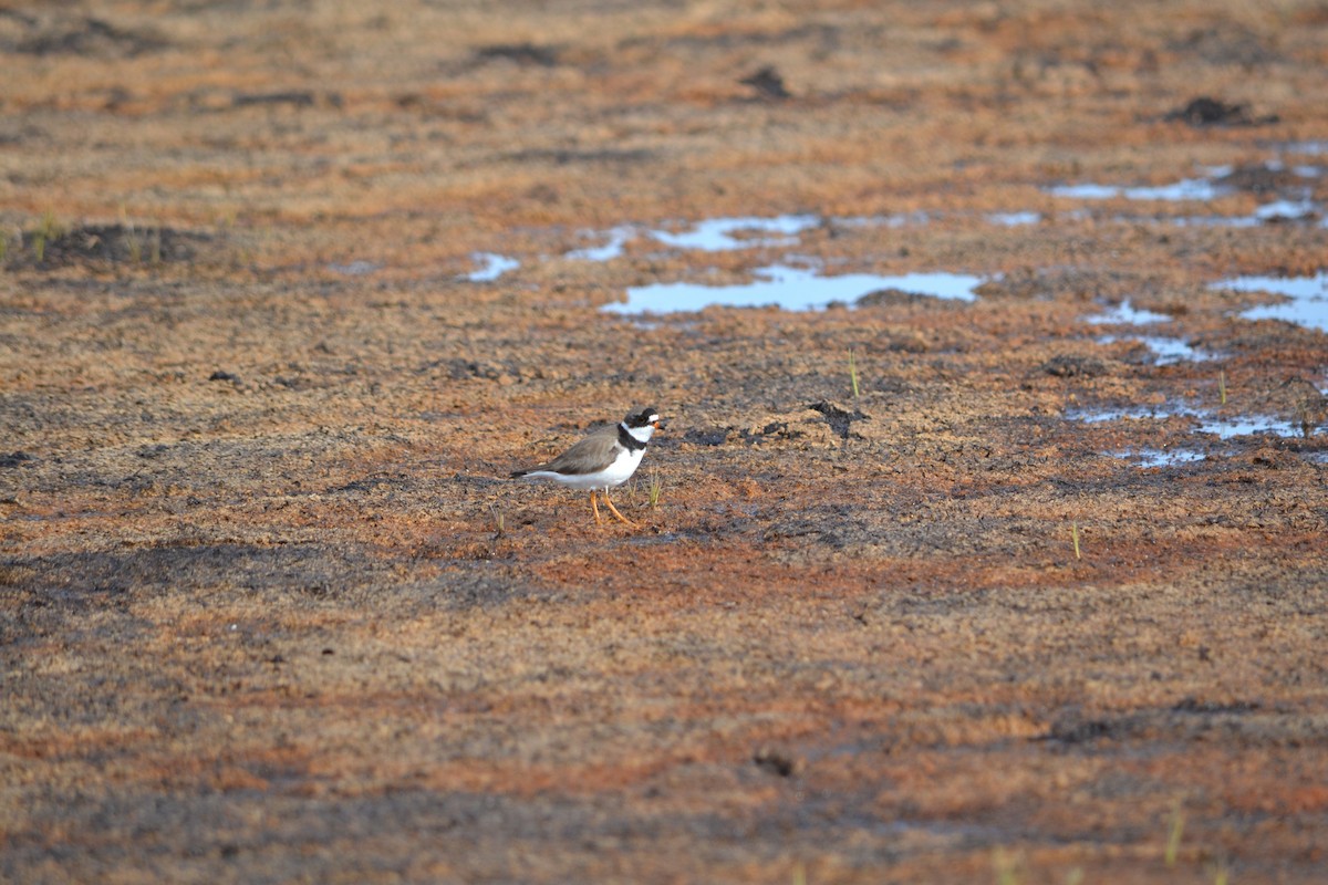 Semipalmated Plover - ML620547448