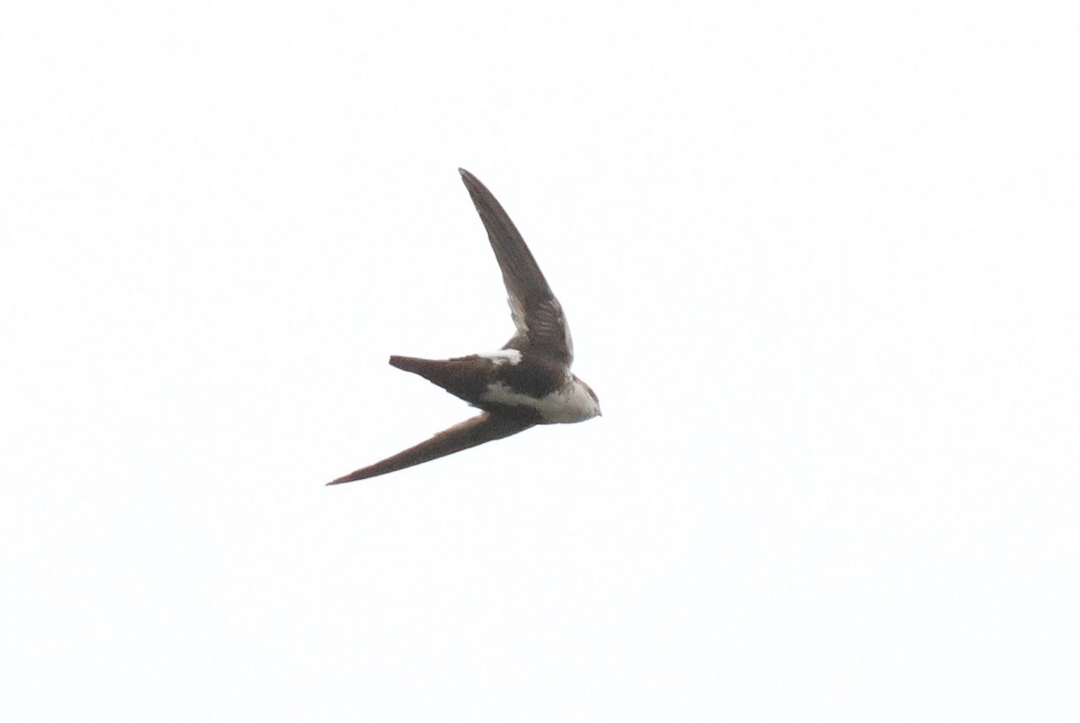 White-throated Swift - ML620547450