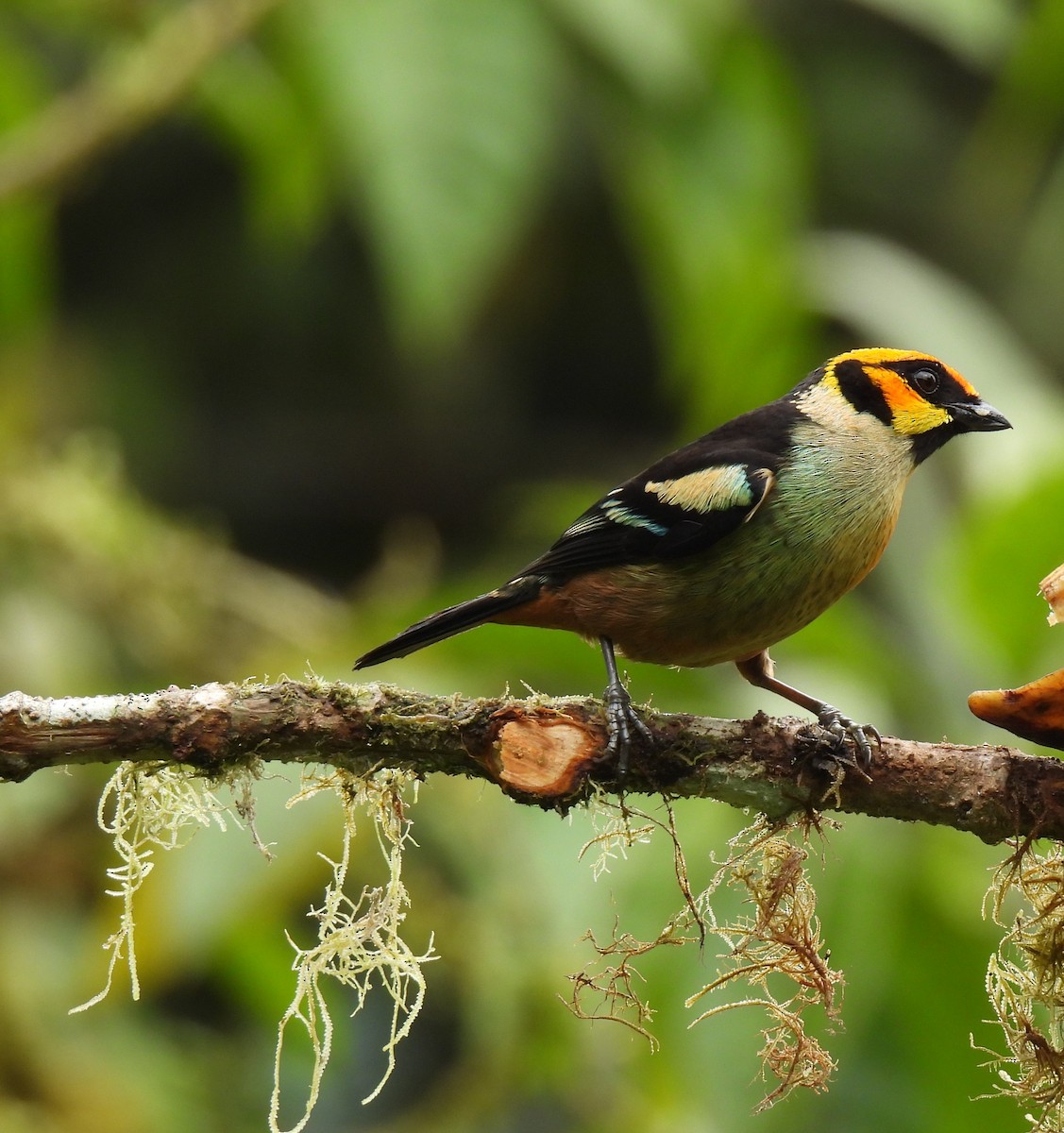 Flame-faced Tanager - ML620547465