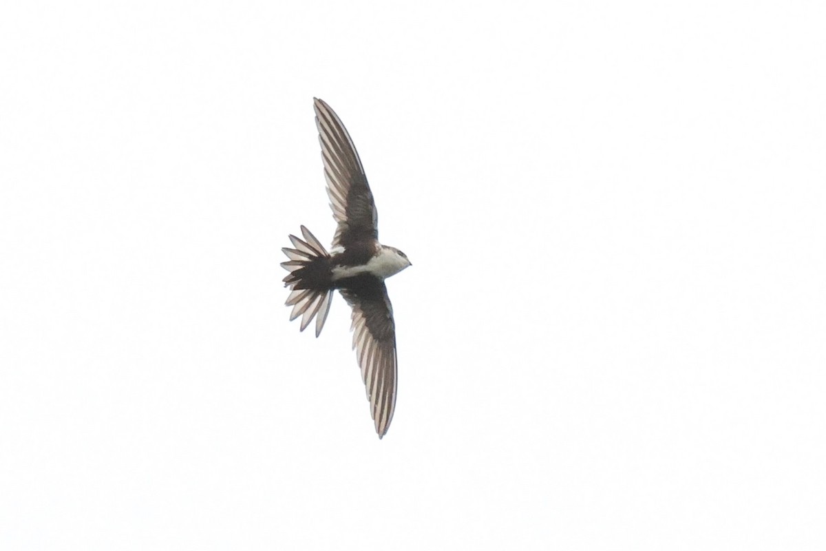 White-throated Swift - Warren Cronan