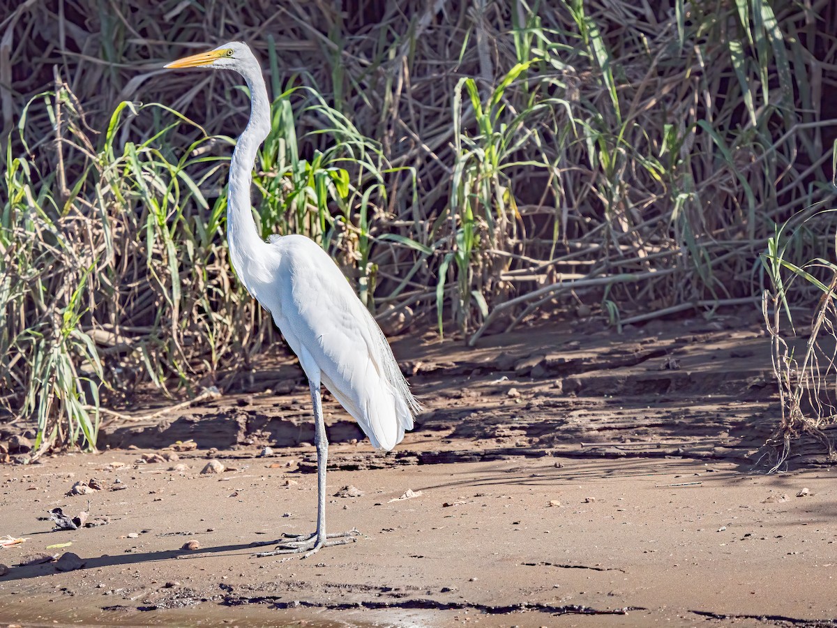 Great Egret - ML620547484