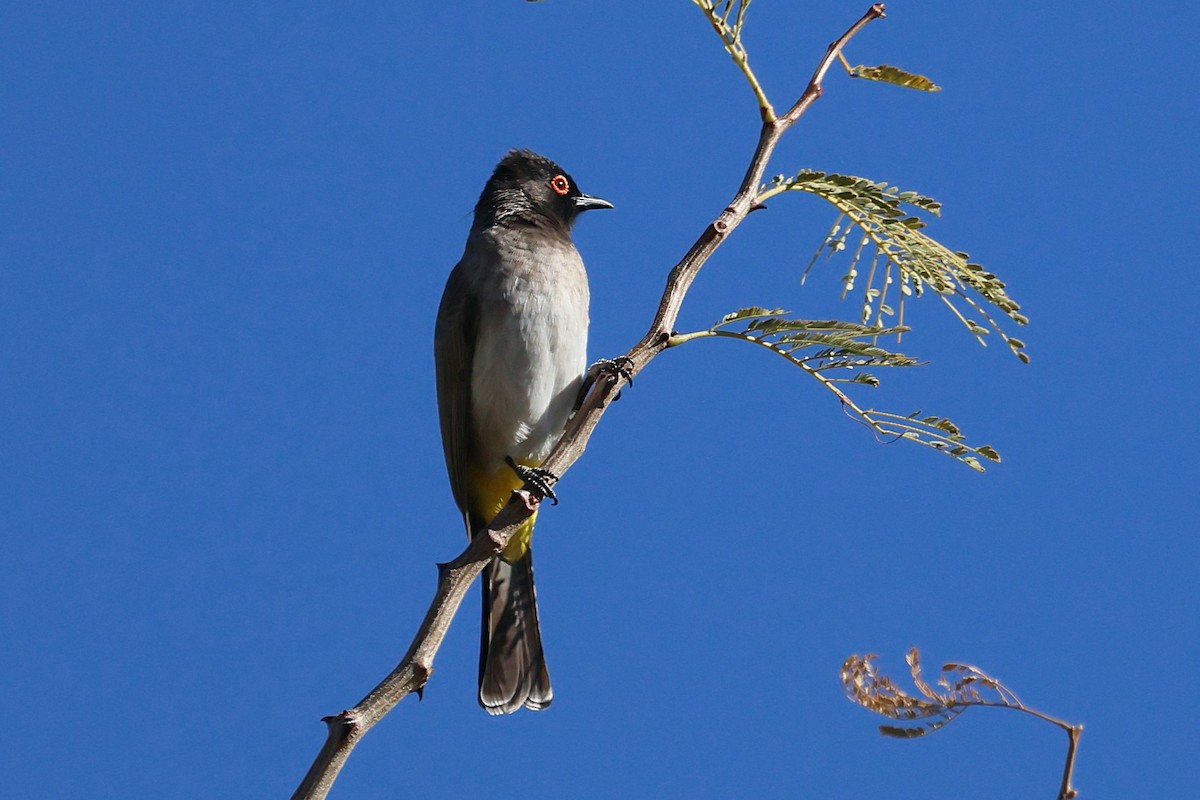 Black-fronted Bulbul - ML620547487