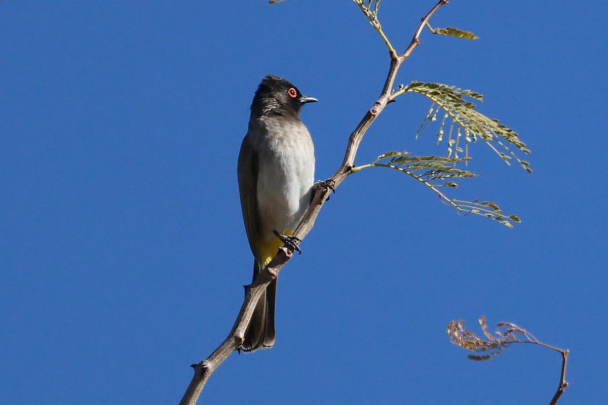 Black-fronted Bulbul - ML620547488