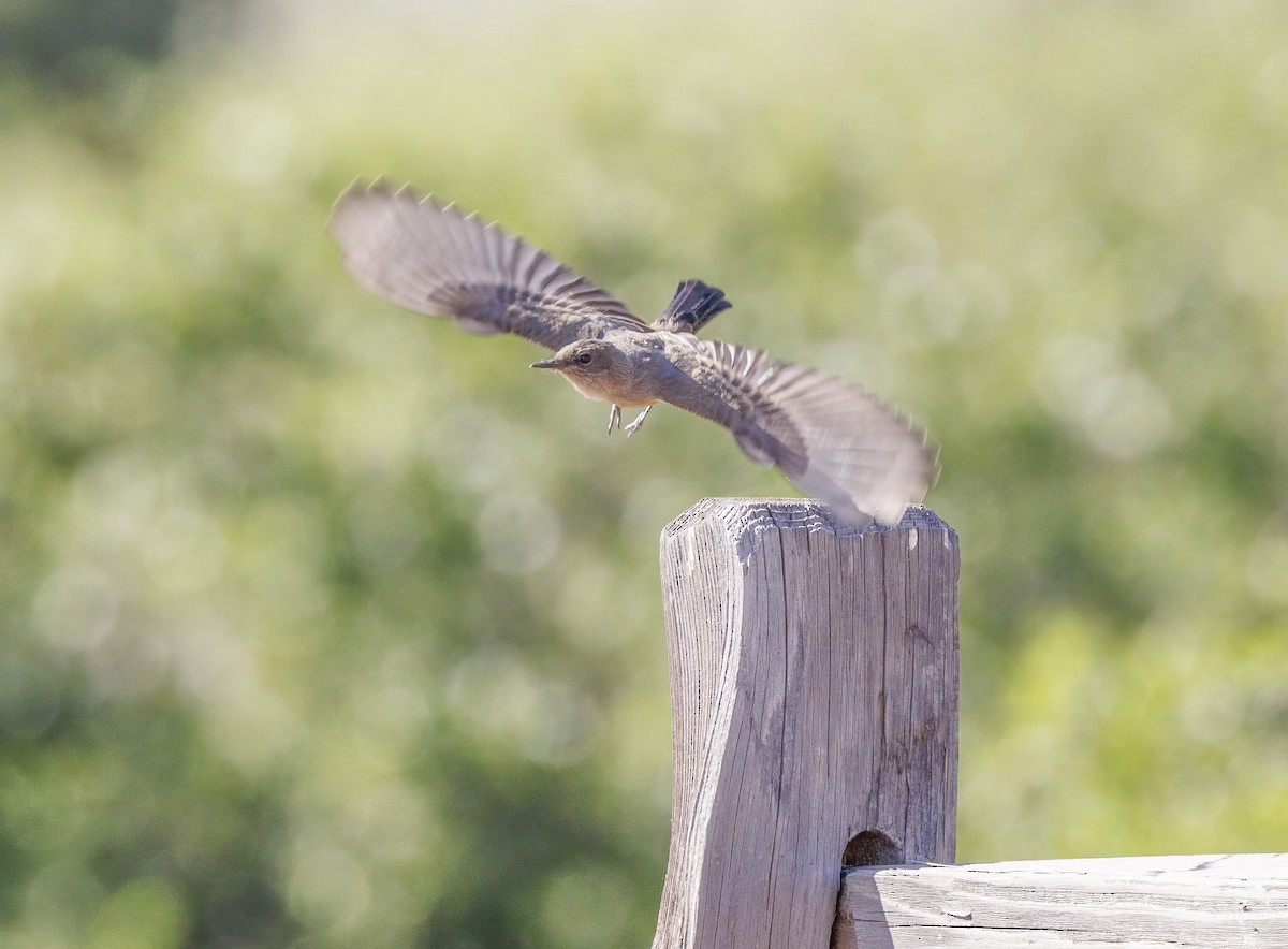 Say's Phoebe - ML620547491