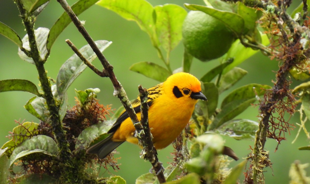 Golden Tanager - ML620547495