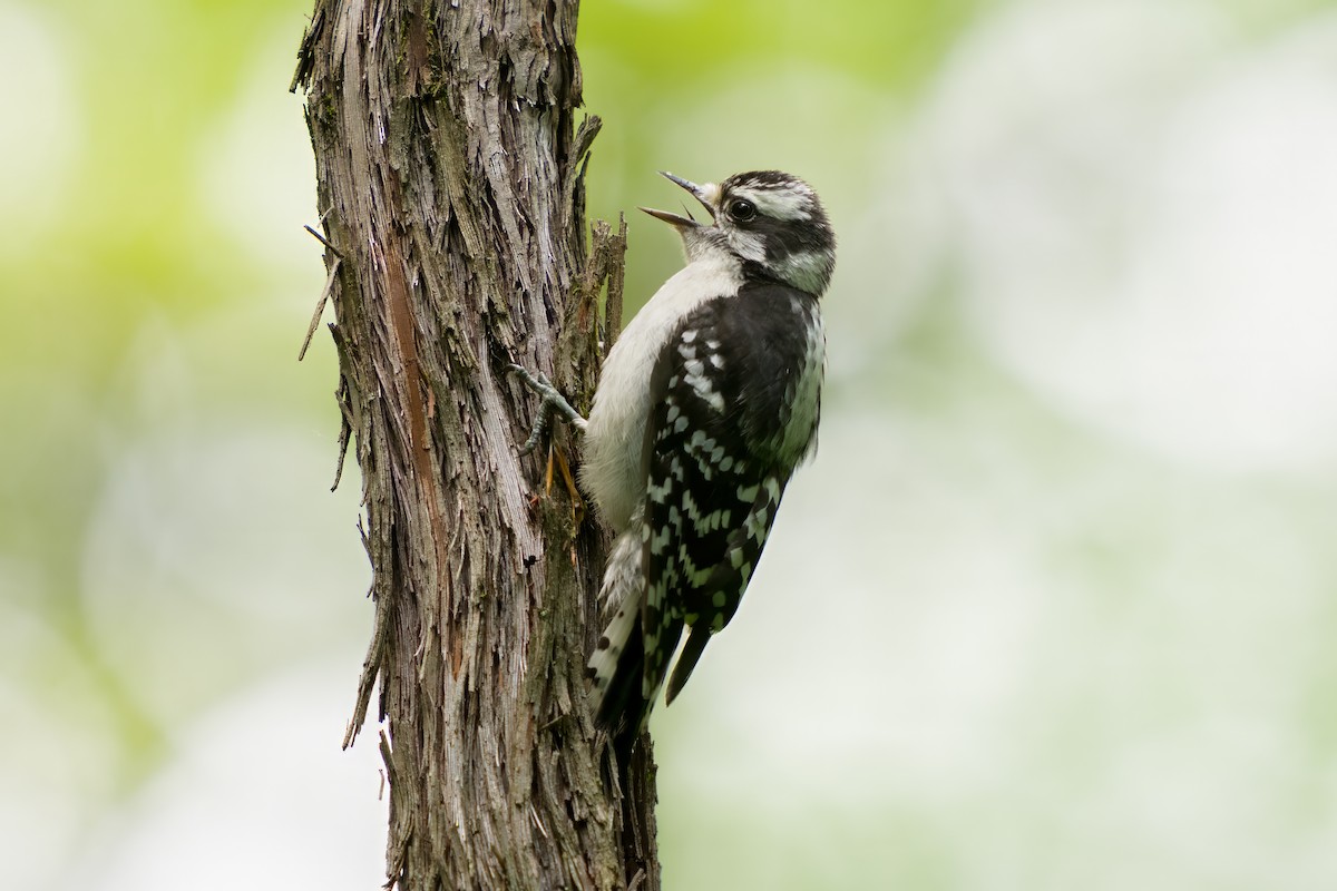 Downy Woodpecker - ML620547502