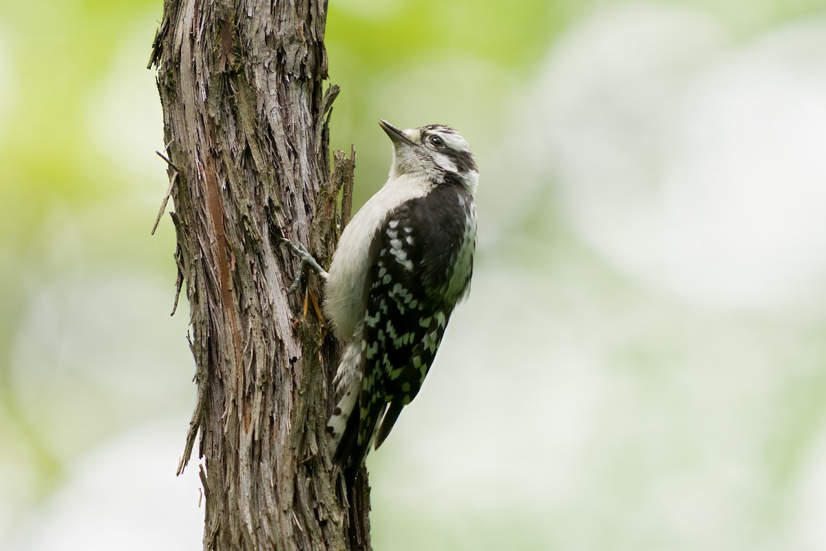 Downy Woodpecker - ML620547503