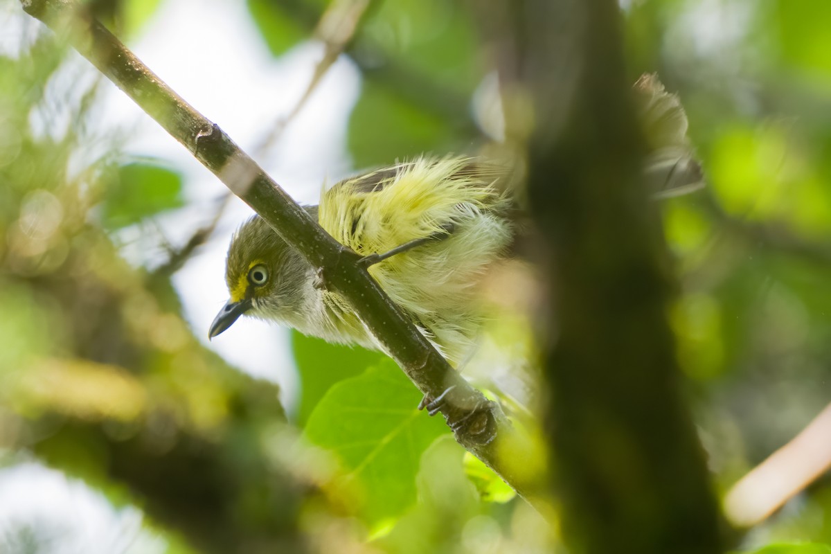 Vireo Ojiblanco - ML620547508