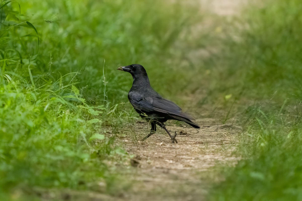 American Crow - ML620547511