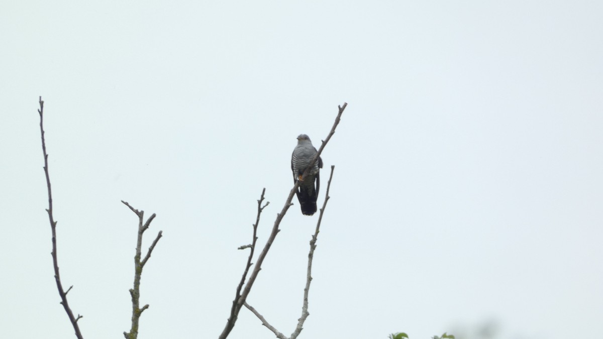 Common Cuckoo - ML620547513