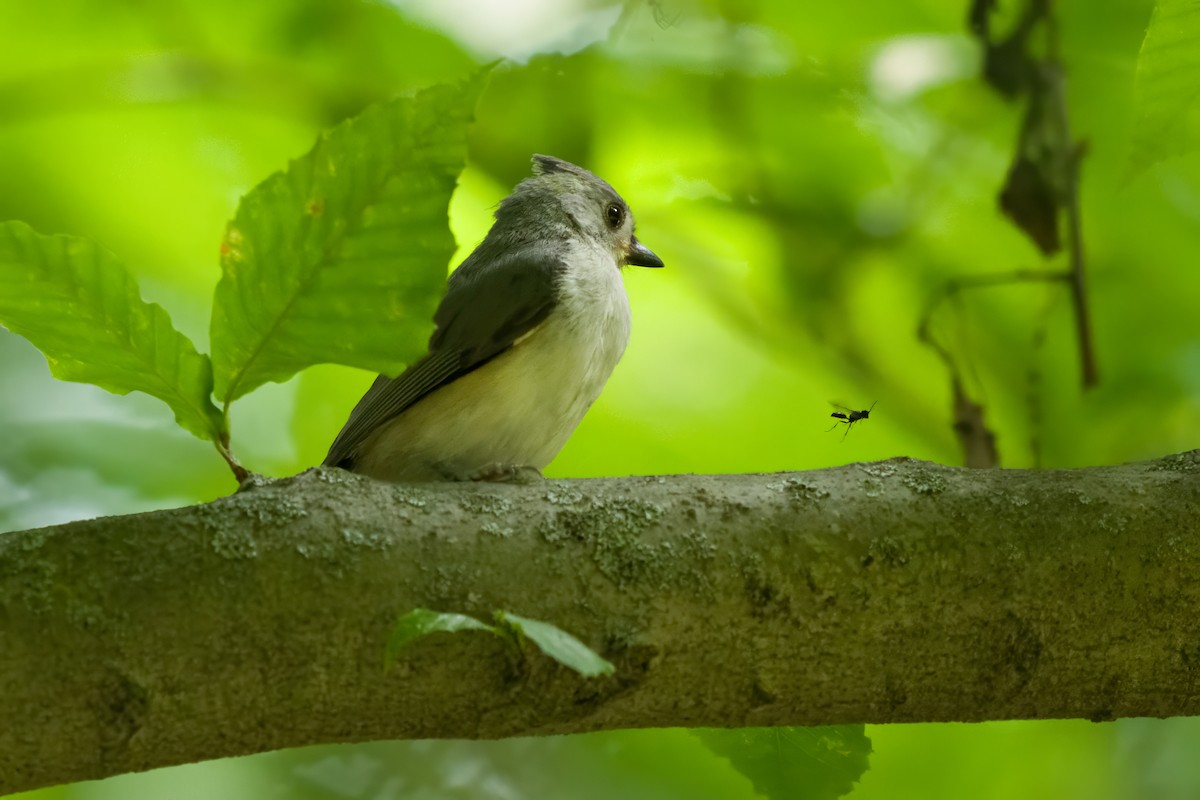 Mésange bicolore - ML620547517