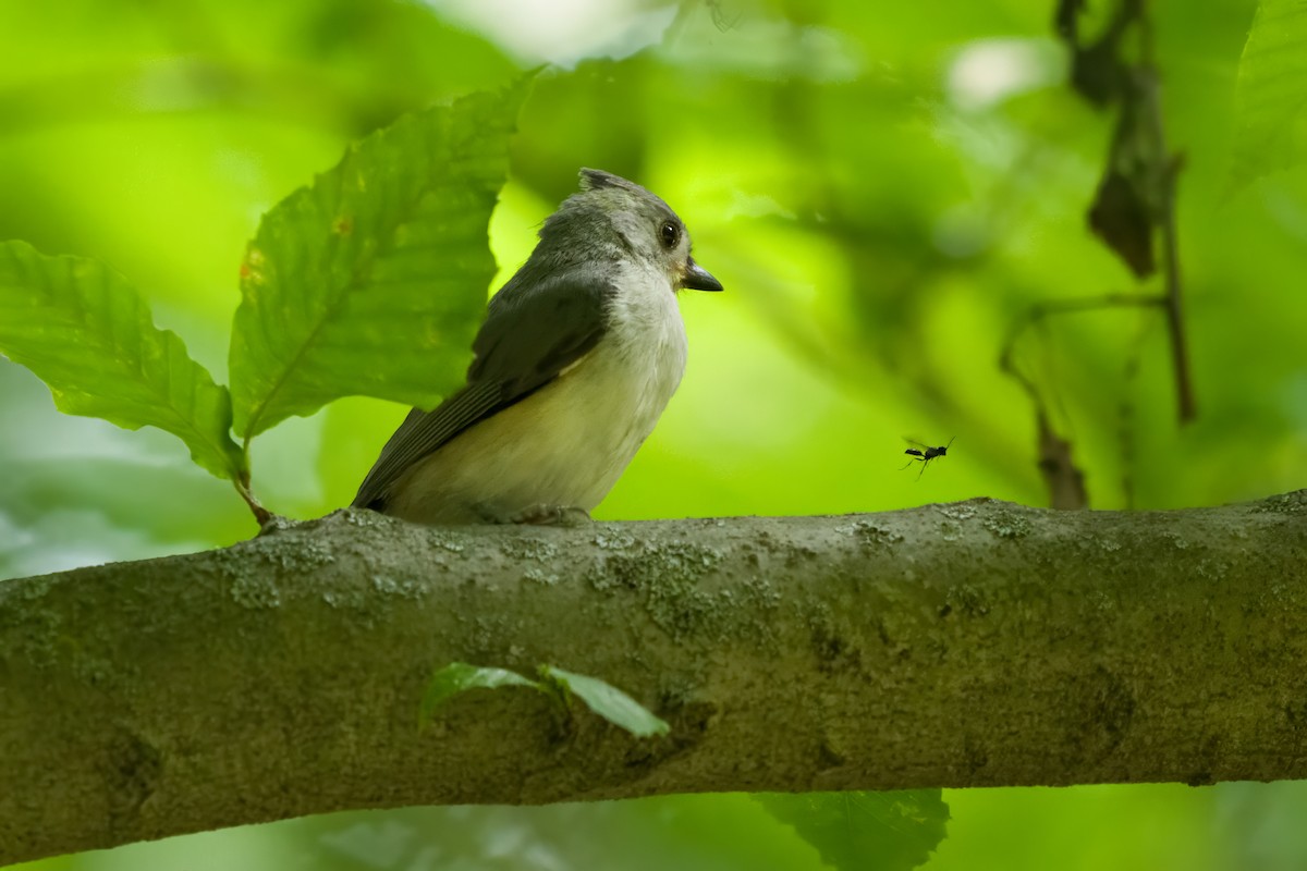 Tufted Titmouse - ML620547517