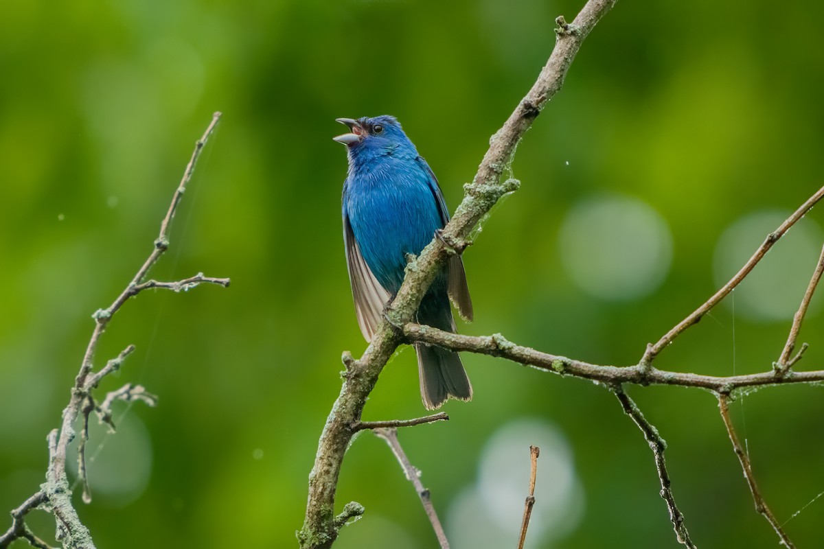 Passerin indigo - ML620547520