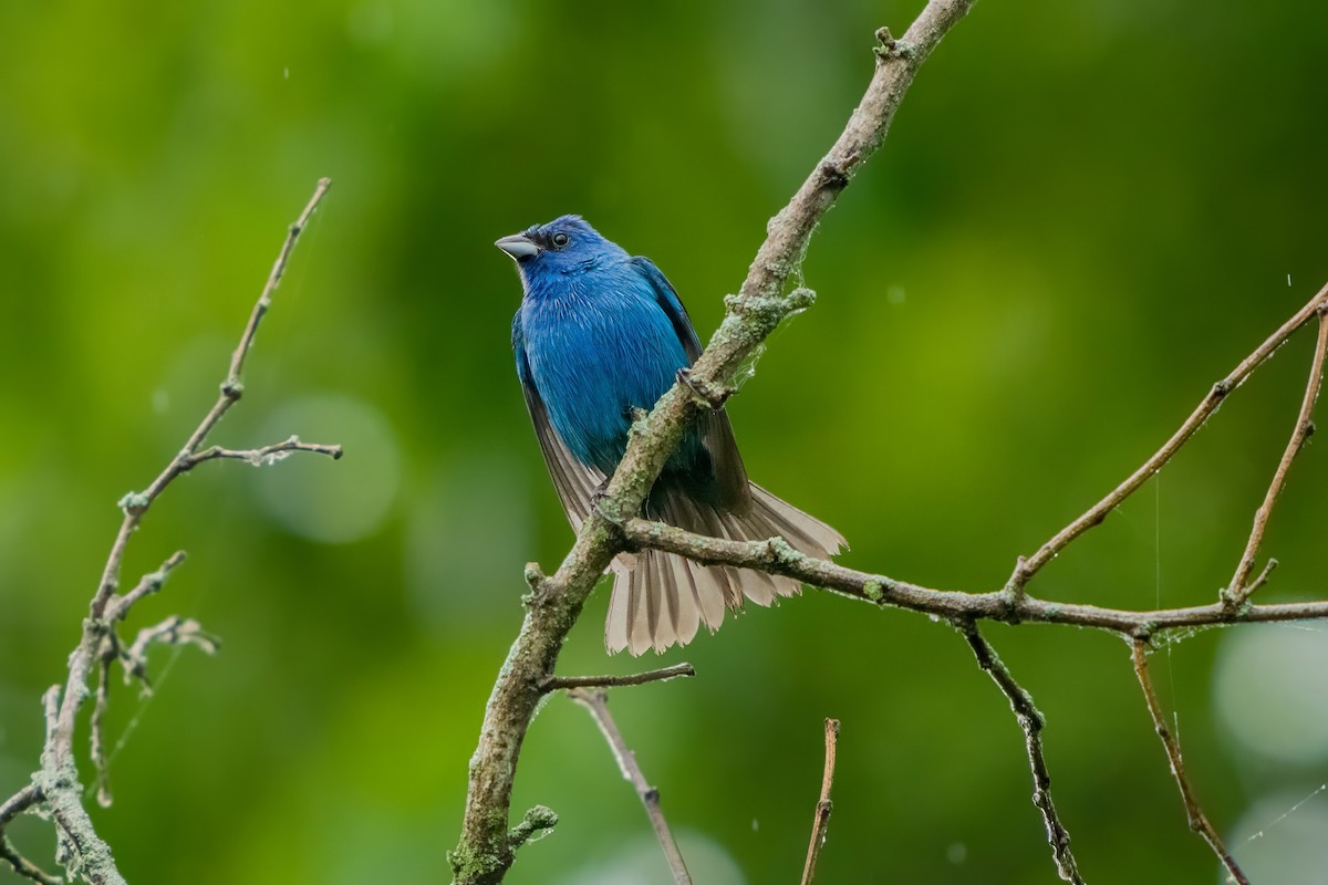 Passerin indigo - ML620547521
