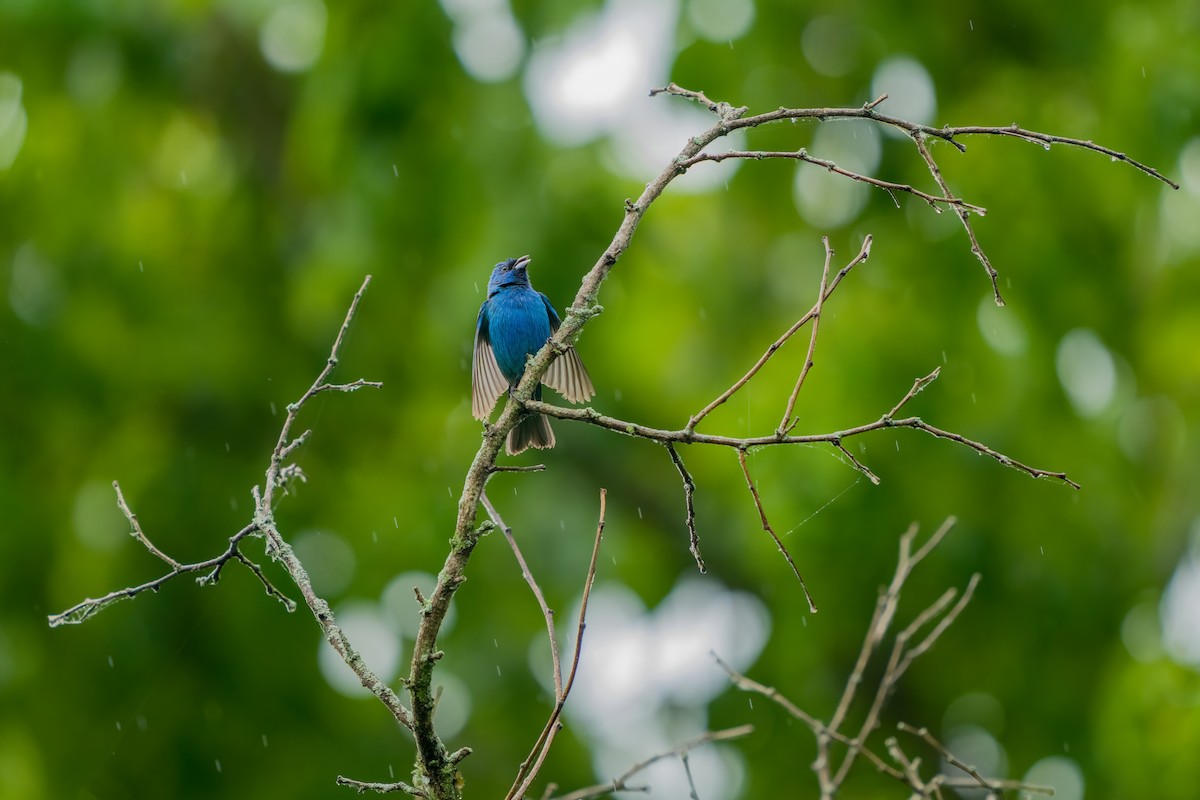 Passerin indigo - ML620547522
