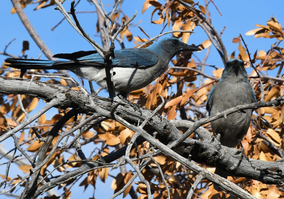 Mexican Jay - ML620547523