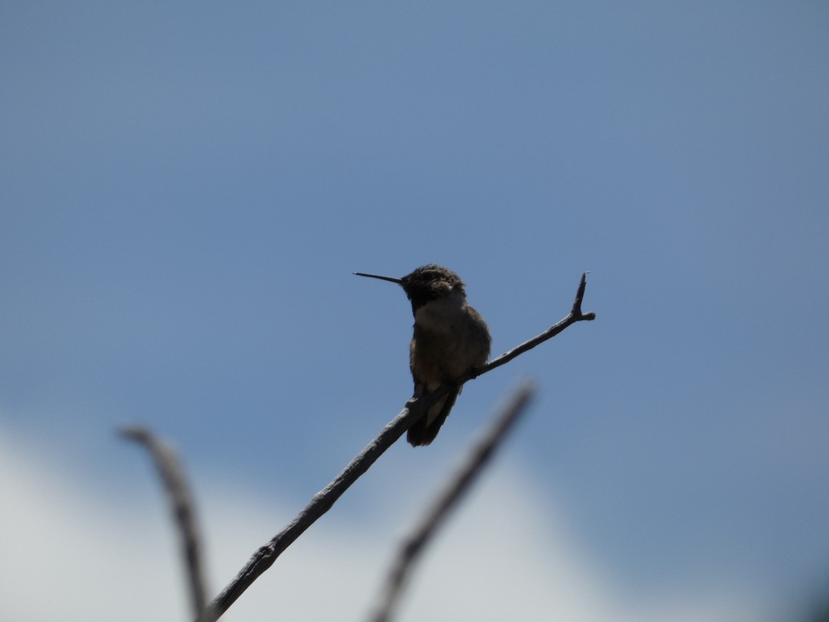 Black-chinned Hummingbird - ML620547525