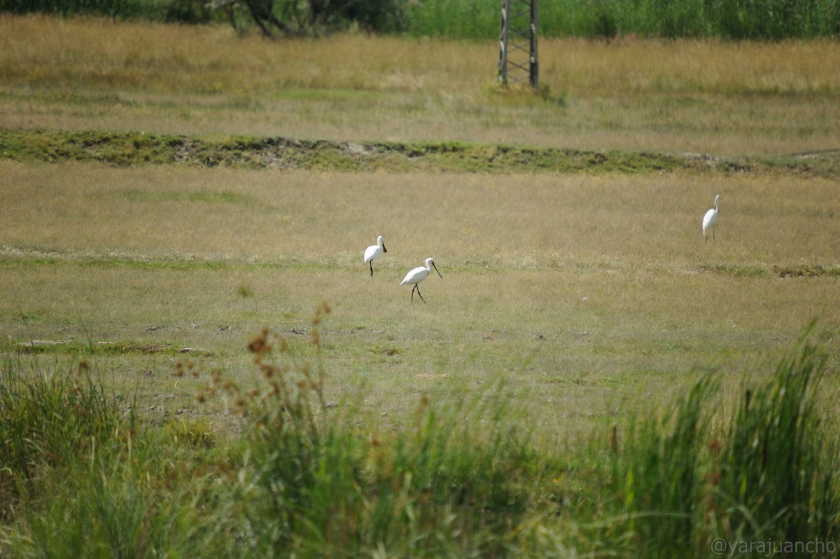 Eurasian Spoonbill - ML620547527