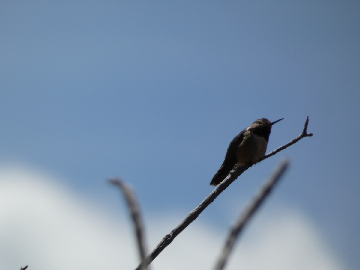 Black-chinned Hummingbird - ML620547529