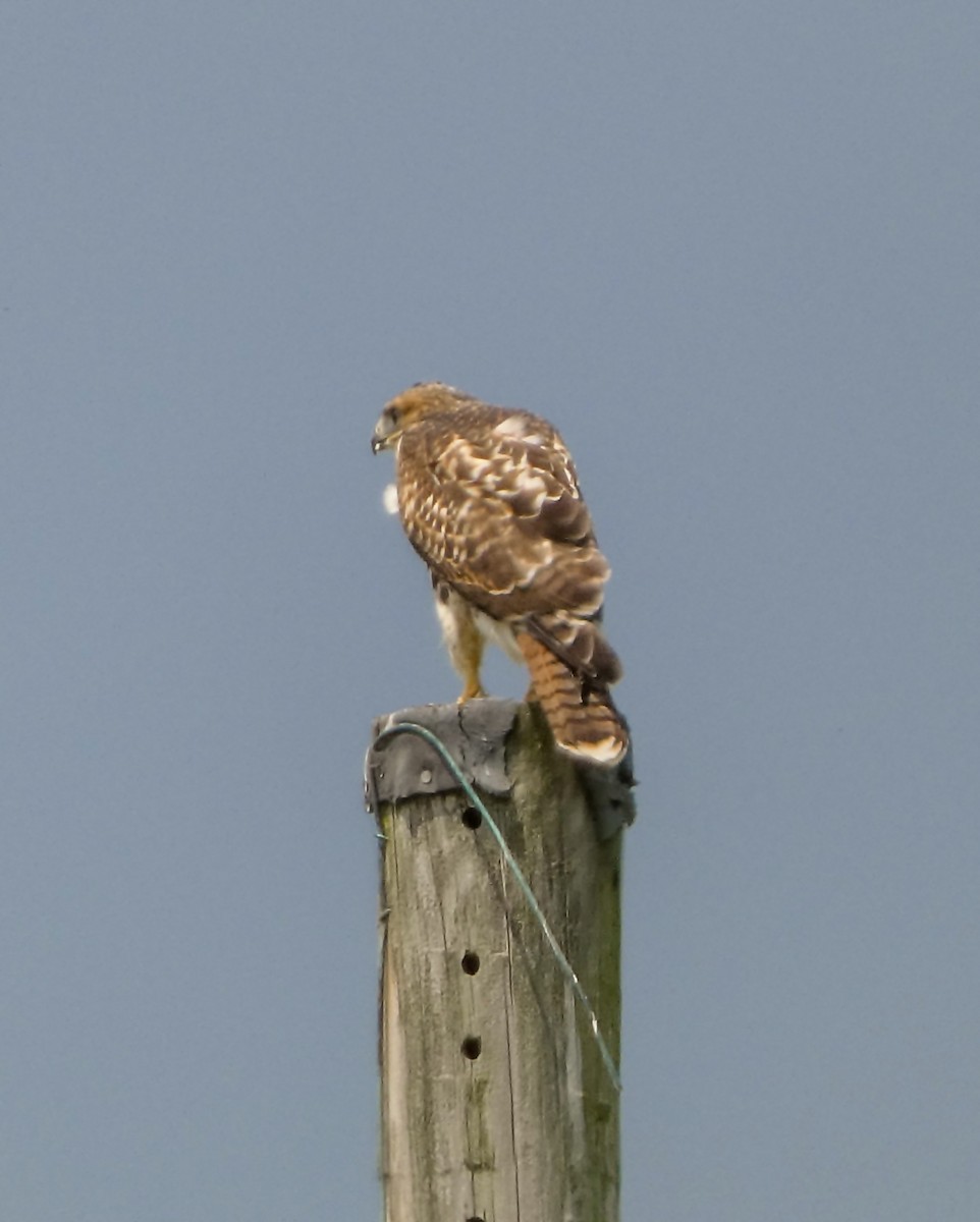 Red-tailed Hawk - ML620547531