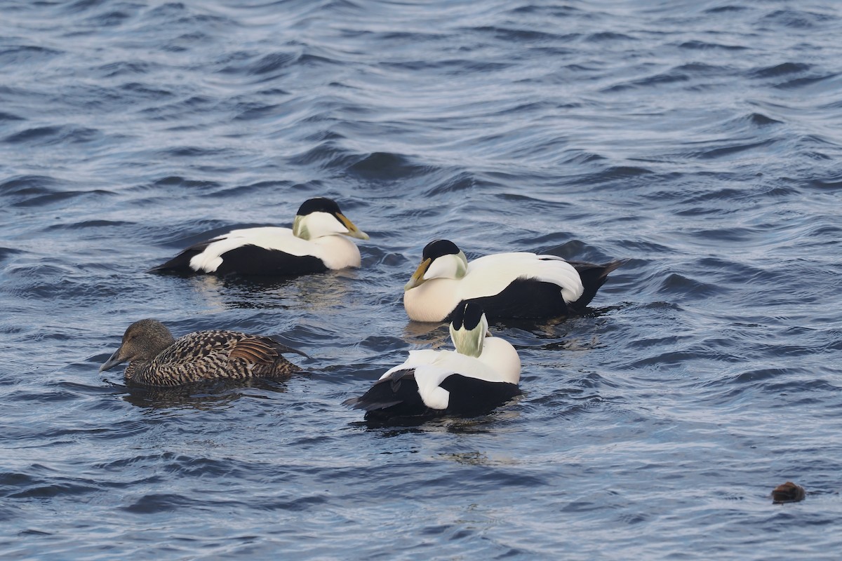 Common Eider - ML620547547