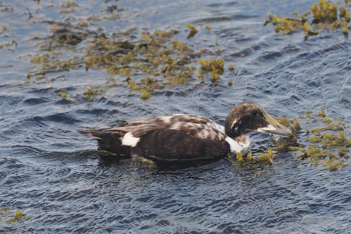 Common Eider - ML620547548